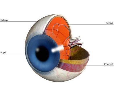 retina 2